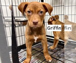 Small #6 Australian Shepherd Mix