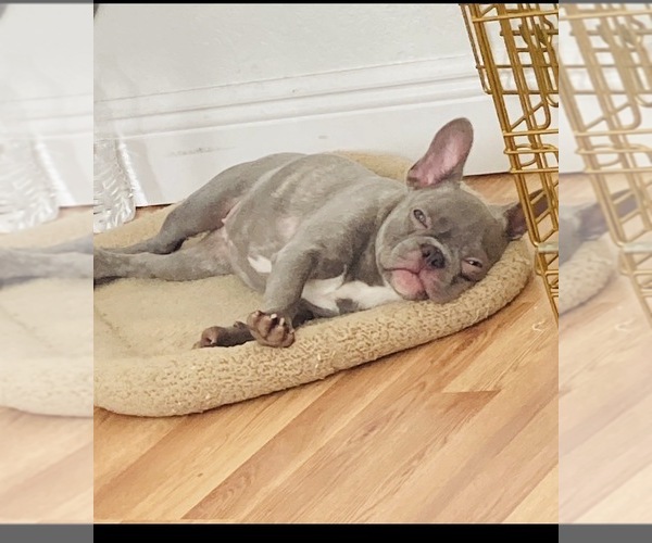 Medium Photo #1 French Bulldog Puppy For Sale in ZOLFO SPRINGS, FL, USA