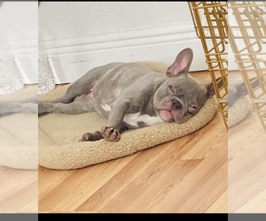French Bulldog Puppy for sale in ZOLFO SPRINGS, FL, USA