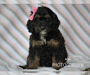 English Setter-Poodle (Miniature) Mix Puppy for sale in LIBERTY, KY, USA