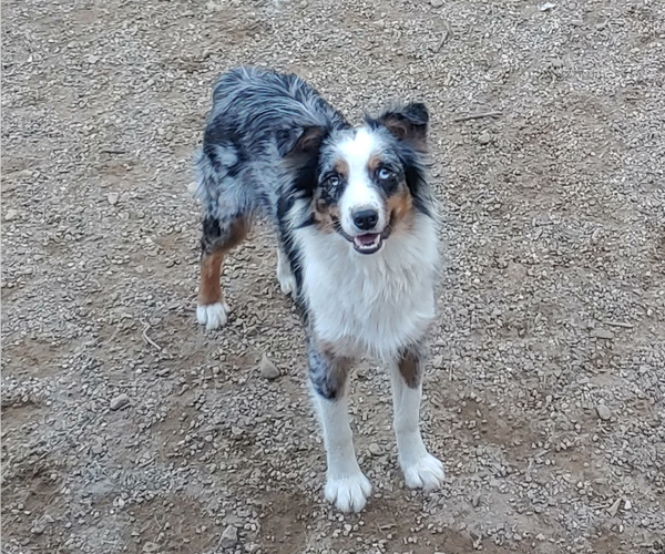 Medium Photo #1 Australian Shepherd Puppy For Sale in WESTFIELD, MA, USA