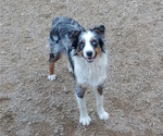 Small Photo #1 Australian Shepherd Puppy For Sale in WESTFIELD, MA, USA