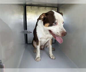 American Pit Bull Terrier-Unknown Mix Dogs for adoption in Houston, TX, USA