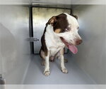Small American Pit Bull Terrier Mix
