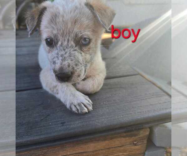 Medium Photo #5 Australian Shepherd-Unknown Mix Puppy For Sale in Williamsburg, NM, USA