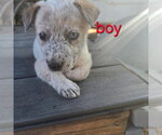 Small #4 Australian Shepherd Mix