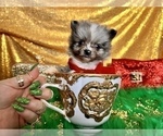 Small Photo #30 Pomeranian Puppy For Sale in HAYWARD, CA, USA