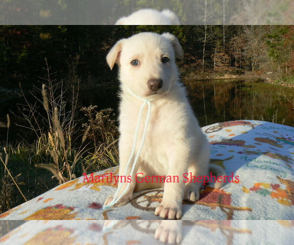 Medium Photo #6 German Shepherd Dog Puppy For Sale in PIEDMONT, MO, USA