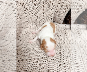 Brittany Puppy for sale in COLFAX, IA, USA