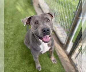 American Staffordshire Terrier-Unknown Mix Dogs for adoption in Rowlett, TX, USA