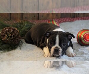 Boston Terrier Puppy for sale in FREDERICKSBG, OH, USA