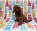 Small #7 Cavapoo (Miniature)
