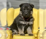 Small #5 German Shepherd Dog