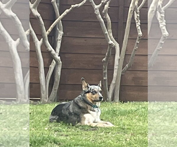 Medium Photo #4 Mutt Puppy For Sale in Dallas, TX, USA