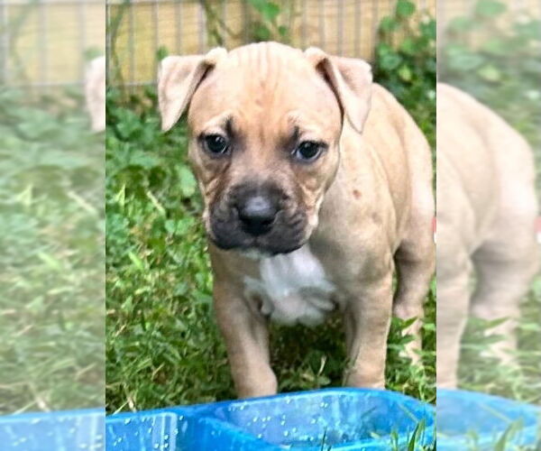 Medium Photo #1 American Pit Bull Terrier Puppy For Sale in Alexandria, VA, USA