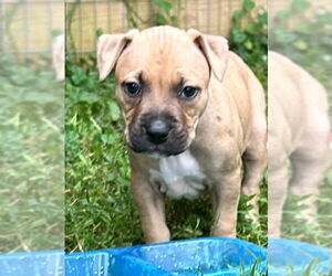 American Pit Bull Terrier Dogs for adoption in Alexandria, VA, USA
