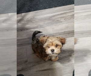 Shorkie Tzu Puppy for sale in ROSS, IA, USA