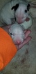 Small Photo #17 Bull Terrier Puppy For Sale in JACKSON, MI, USA