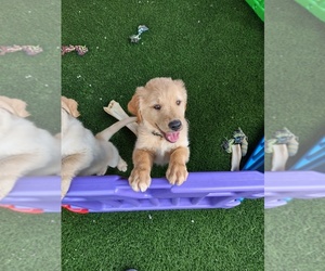 Golden Retriever-Golden Shepherd Mix Puppy for sale in TRACY, CA, USA