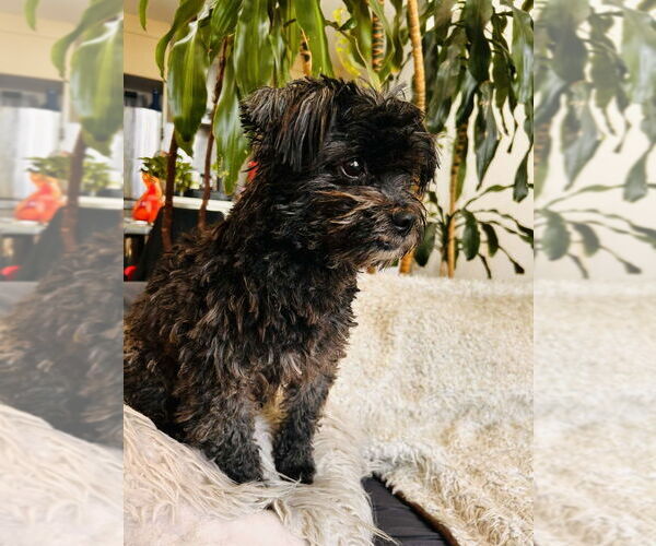 Medium Photo #4 Shih Tzu Puppy For Sale in New York, NY, USA