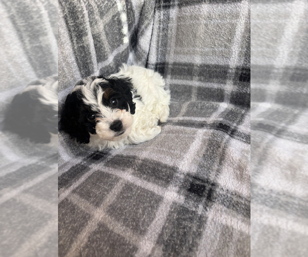Medium Photo #5 Cavapoo (Miniature) Puppy For Sale in SPRING HILL, TN, USA