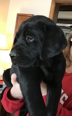 Labrador Retriever Puppy for sale in LEES SUMMIT, MO, USA