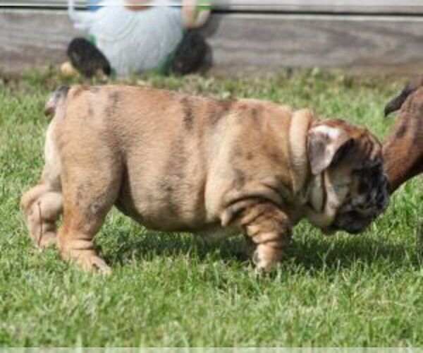Medium Photo #3 Bulldog Puppy For Sale in MARSHFIELD, MO, USA