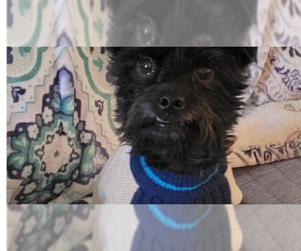 Medium Photo #5 Mutt Puppy For Sale in Conway, AR, USA