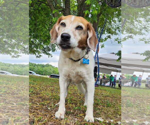 Medium Photo #3 Beagle-Unknown Mix Puppy For Sale in Thomasville, NC, USA