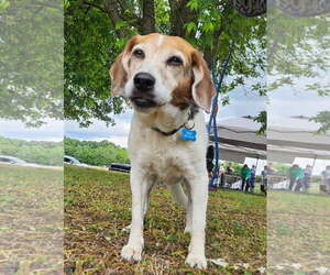 Sassy - Female Beagle-Unknown Mix Dog for Adoption - Photo #3