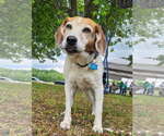 Small #2 Beagle Mix
