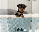 Small Photo #15 Yorkshire Terrier Puppy For Sale in COOKEVILLE, TN, USA