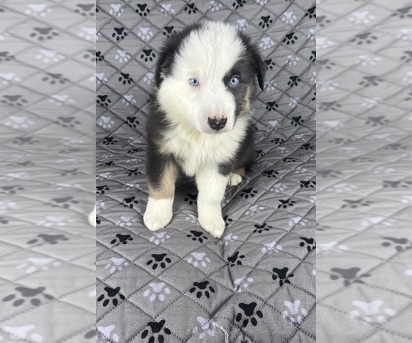 Medium Photo #6 Australian Shepherd Puppy For Sale in SALISBURY, NC, USA