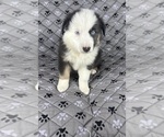 Small #5 Australian Shepherd