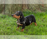 Small Photo #11 Dachshund Puppy For Sale in BREMEN, IN, USA