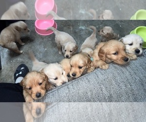 Golden Retriever Litter for sale in OGDENSBURG, NY, USA