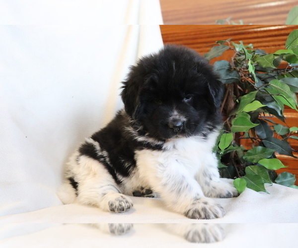 Medium Photo #4 Newfoundland Puppy For Sale in SHILOH, OH, USA