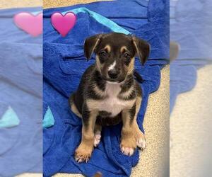 Labrador Retriever Dogs for adoption in San Antonio, TX, USA