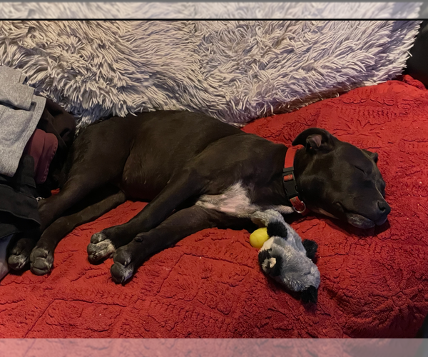 Medium Photo #3 Staffordshire Bull Terrier Puppy For Sale in Maryville, TN, USA