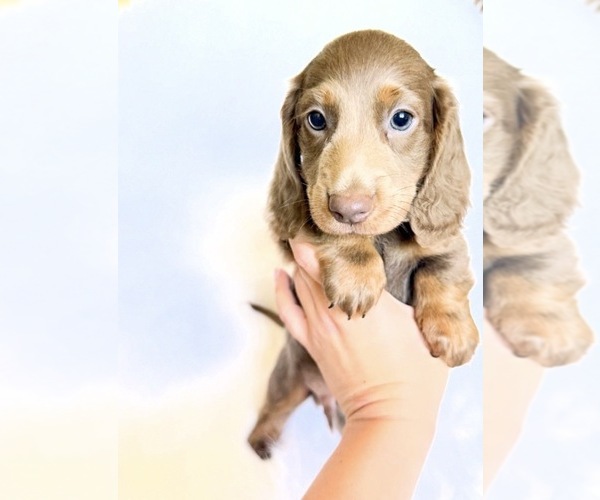 Medium Photo #1 Dachshund Puppy For Sale in DAVIS, CA, USA