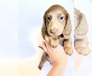 Dachshund Puppy for sale in DAVIS, CA, USA