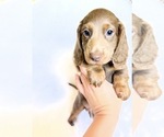 Small Dachshund