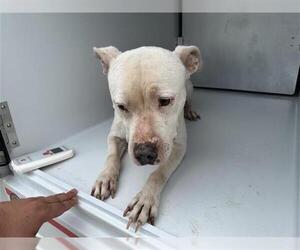 American Pit Bull Terrier-Unknown Mix Dogs for adoption in Houston, TX, USA