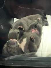 American Bully Puppy for sale in READING, PA, USA