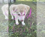 Small Photo #39 Siberian Husky Puppy For Sale in HILLISTER, TX, USA