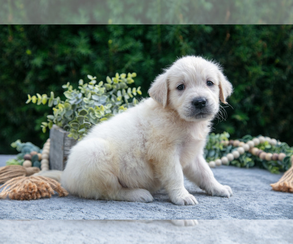 Medium Photo #10 English Cream Golden Retriever Puppy For Sale in HARLAN, IN, USA