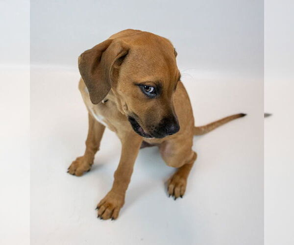 Medium Photo #5 Bull-Boxer Puppy For Sale in Kennesaw, GA, USA