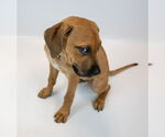 Small #4 Bull-Boxer