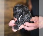 Small #13 Poodle (Toy)