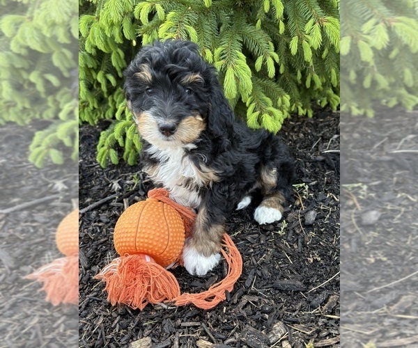 Medium Photo #3 Bernedoodle Puppy For Sale in MIDDLEBURY, IN, USA